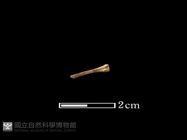老鼠藏品圖，第1張
