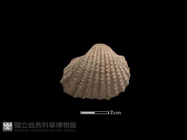 血蚶藏品圖，第2張