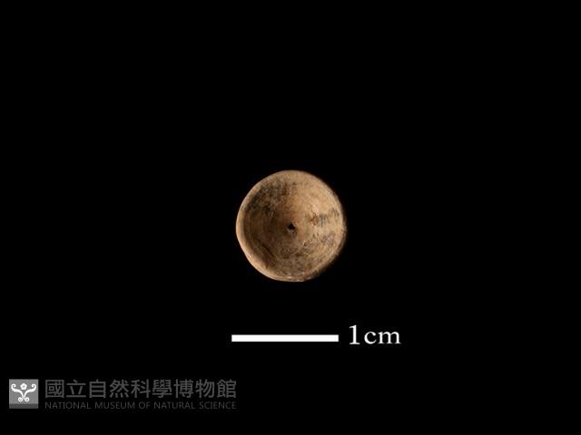 魚骨珠藏品圖，第1張