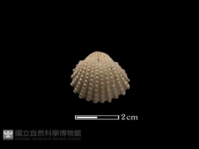 血蚶藏品圖，第2張