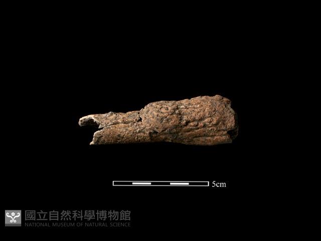 鹿骨藏品圖，第1張