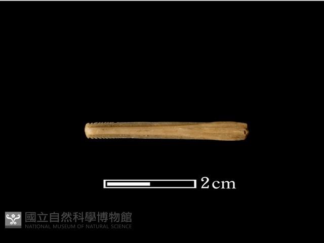魚骨藏品圖，第1張