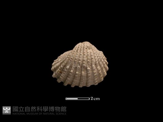 血蚶藏品圖，第2張