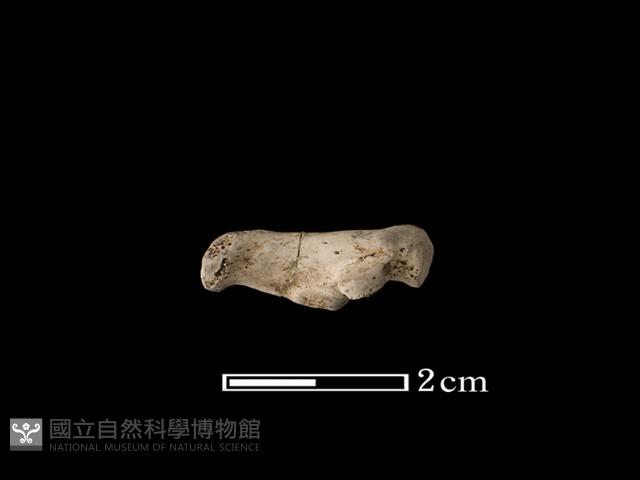 獾骨藏品圖，第2張