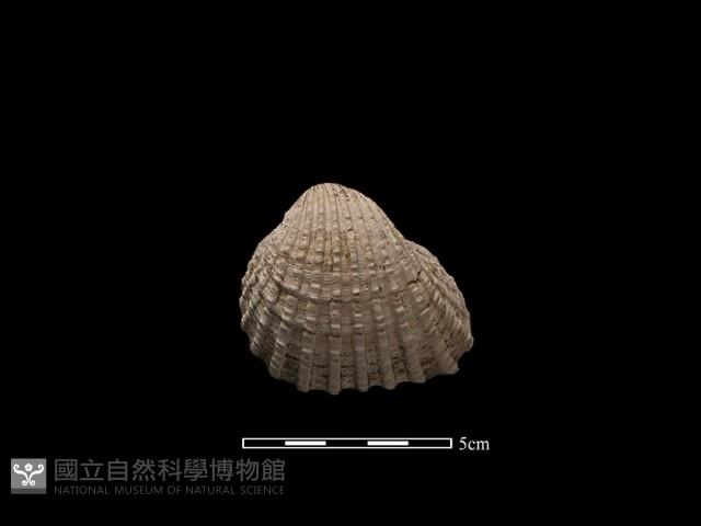 血蚶藏品圖，第2張