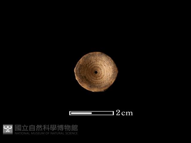 魚骨珠藏品圖，第1張