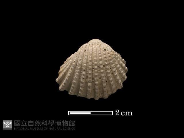 血蚶藏品圖，第1張