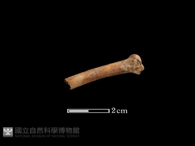 環頸雉藏品圖，第2張