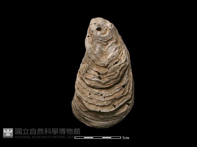 大牡蠣藏品圖，第2張