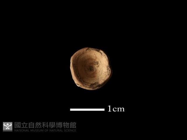 魚骨珠藏品圖，第1張