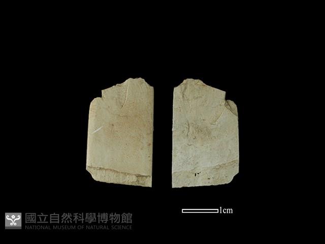 帶加工痕石材藏品圖，第1張