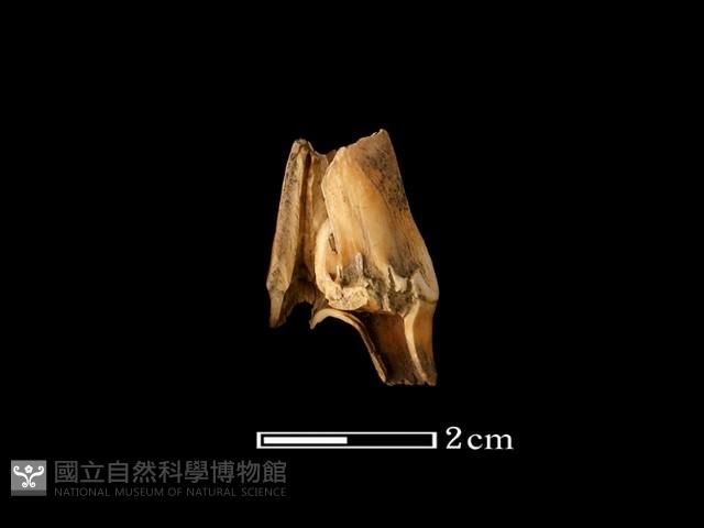 鹿骨藏品圖，第1張