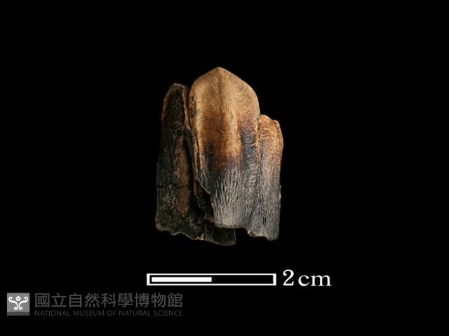 鹿骨藏品圖，第3張