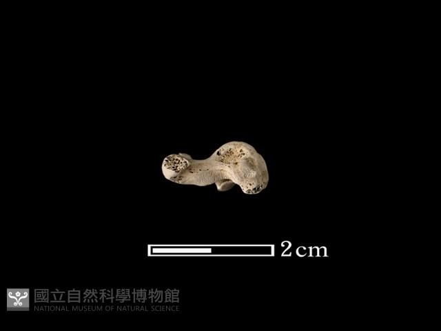 獾骨藏品圖，第3張