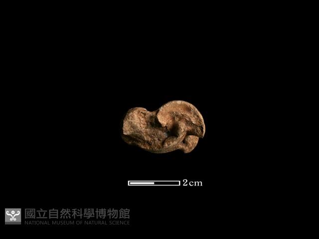 豬骨藏品圖，第1張
