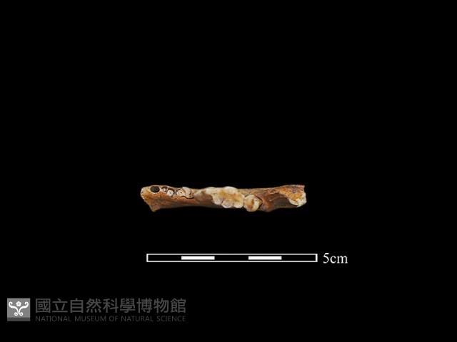 狗獾骨藏品圖，第4張