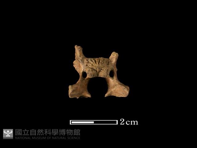 羌骨藏品圖，第1張