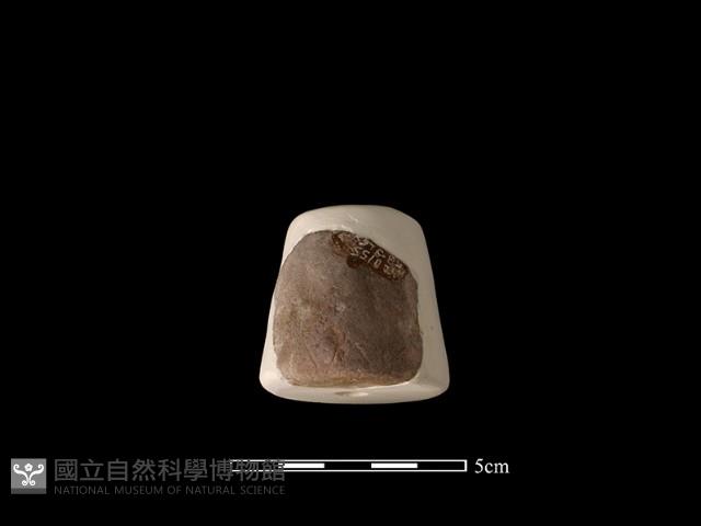 紡輪藏品圖，第3張