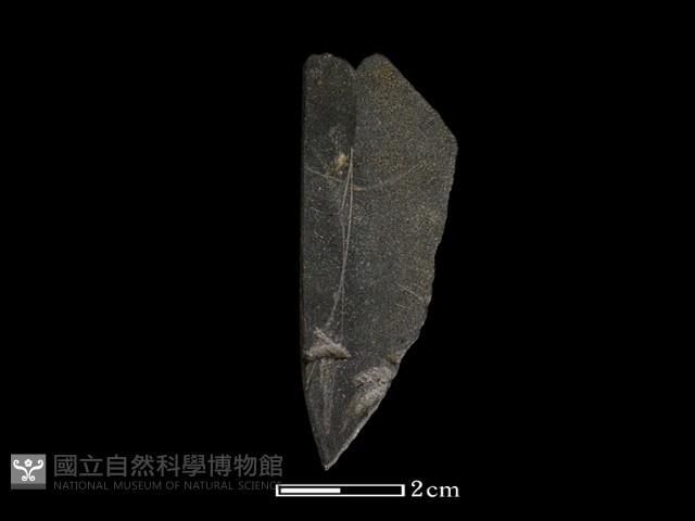 錛鑿形器藏品圖，第3張