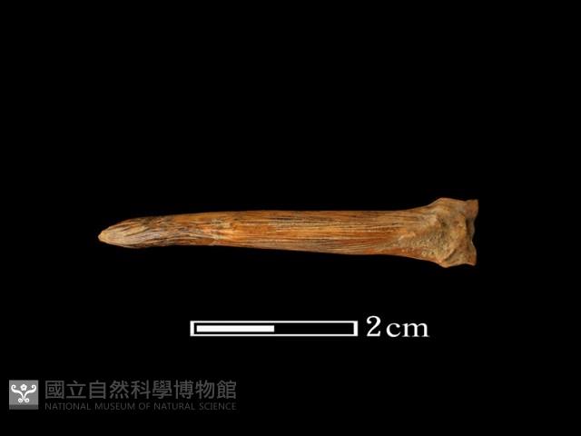 魚骨藏品圖，第3張
