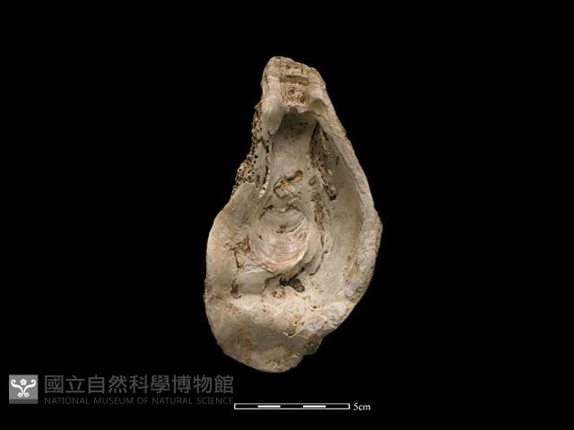 大牡蠣藏品圖，第2張