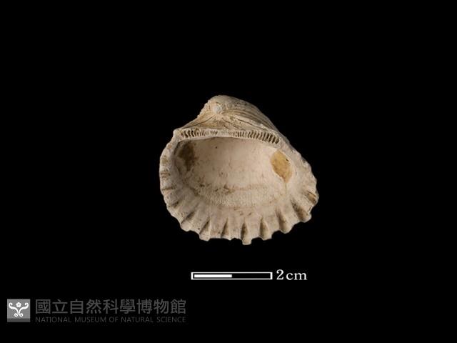 血蚶藏品圖，第1張