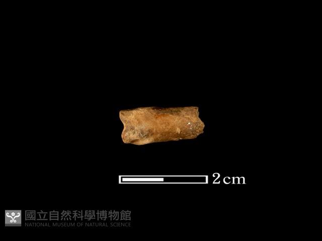 鹿骨藏品圖，第2張