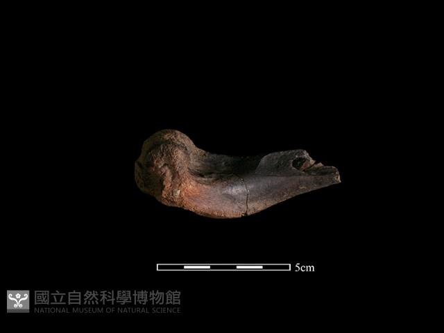 鹿骨藏品圖，第1張