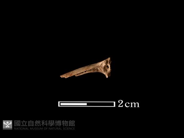 魚骨藏品圖，第2張