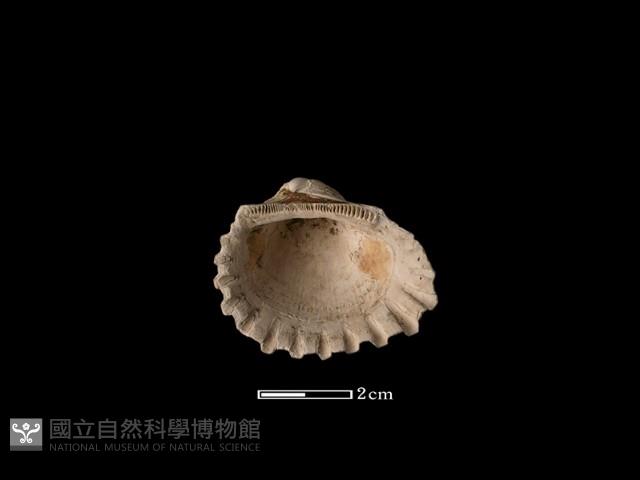 血蚶藏品圖，第1張