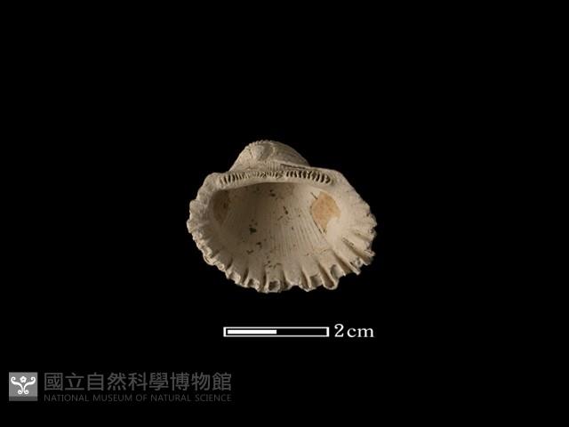 血蚶藏品圖，第2張