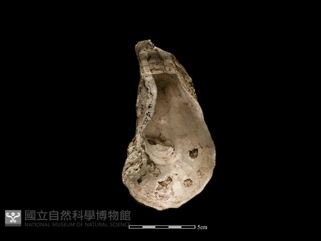 大牡蠣藏品圖，第2張