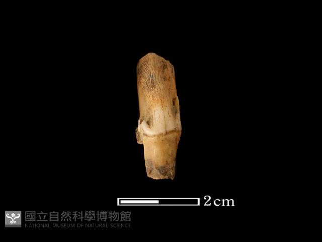 鹿骨藏品圖，第3張