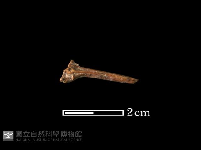 魚骨藏品圖，第2張