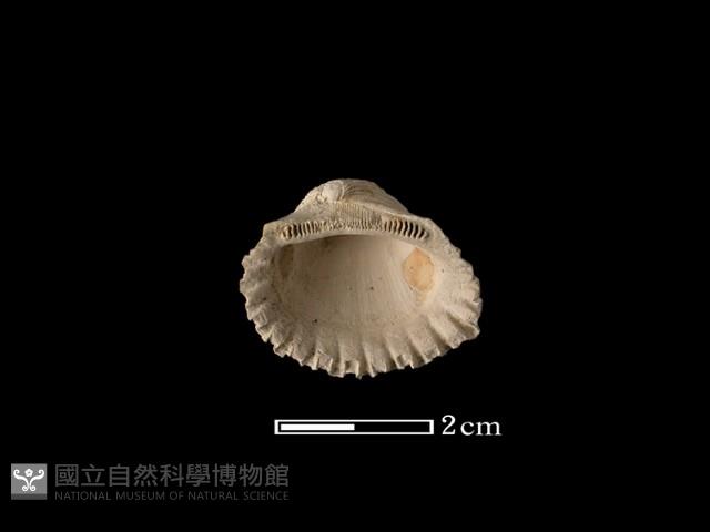 血蚶藏品圖，第2張