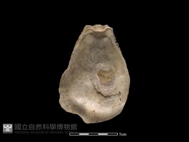 大牡蠣藏品圖，第2張