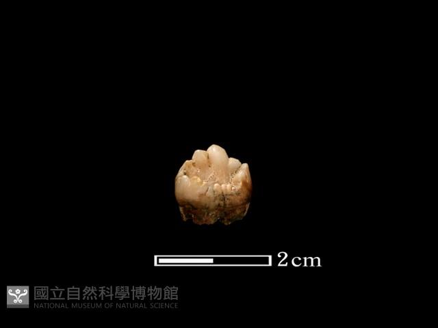 豬骨藏品圖，第1張