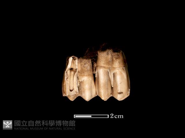 鹿骨藏品圖，第1張