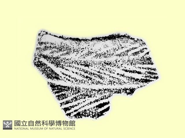 陶片藏品圖，第2張