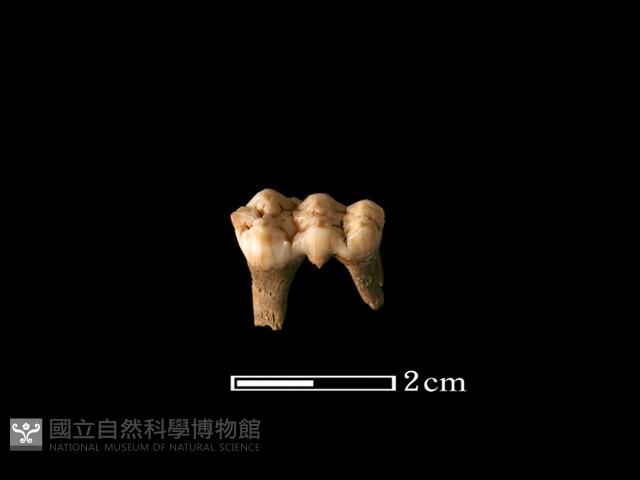 豬骨藏品圖，第1張