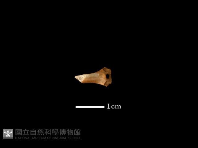 魚骨藏品圖，第2張