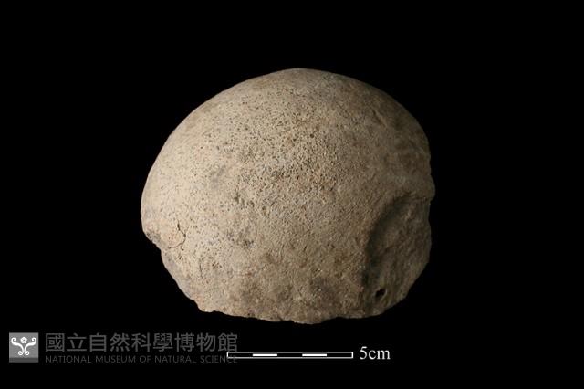 陶蓋藏品圖，第1張