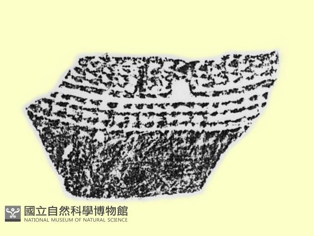 陶片藏品圖，第2張