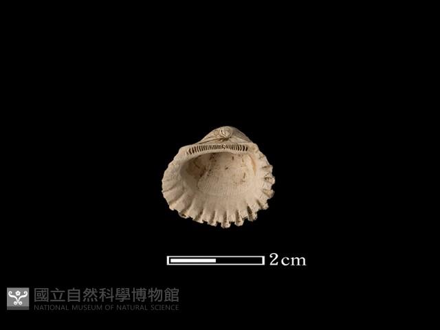 血蚶藏品圖，第2張