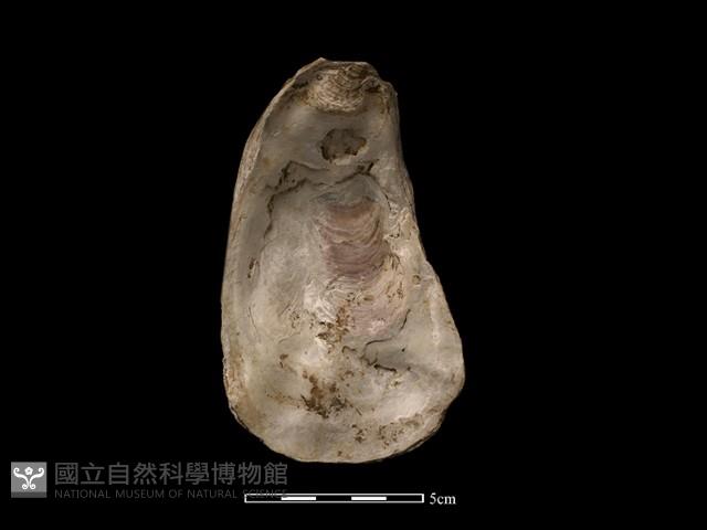 大牡蠣藏品圖，第1張