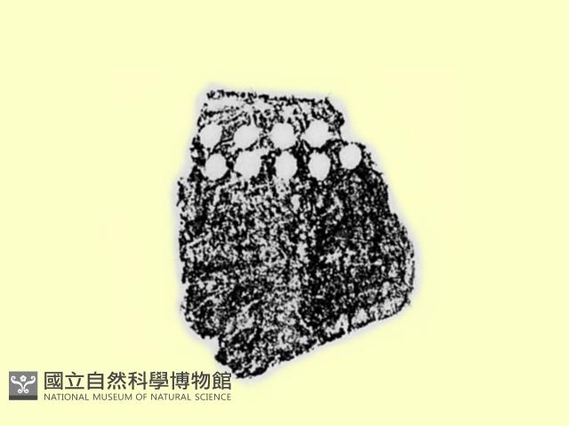陶片藏品圖，第1張
