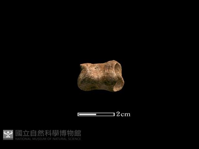 豬骨藏品圖，第2張