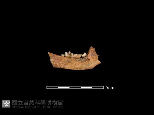 狗獾骨藏品圖，第3張