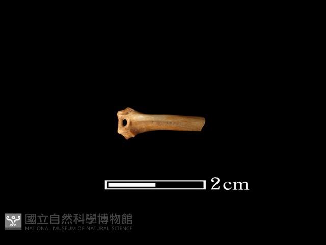 魚骨藏品圖，第2張