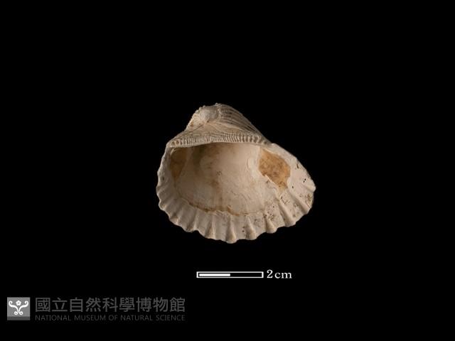 血蚶藏品圖，第2張
